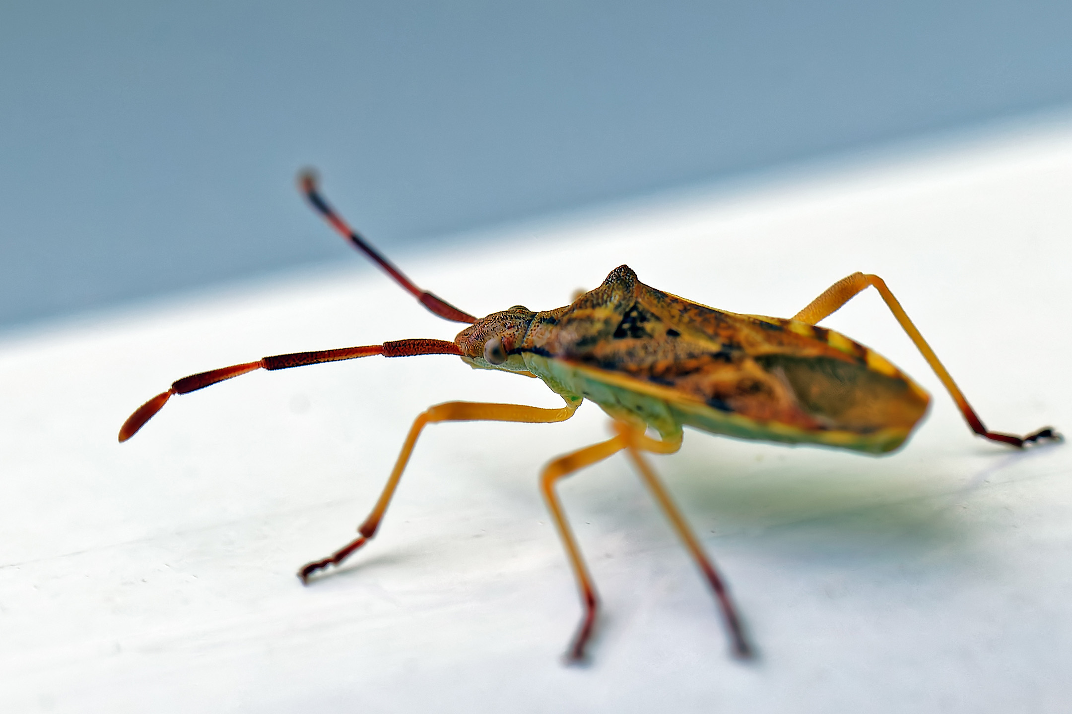 Braune Randwanze (Gonocerus acuteangulatus) auf Fensterrahmen